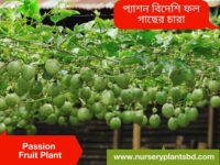 Passion Fruit Tree