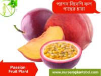 প্যাশন ফলের ছবি