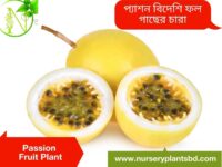 Passion Fruit
