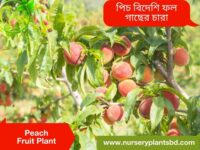 পিচ ফল গাছের ছবি