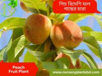 পিচ ফলের ছবি