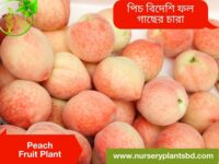 পিচ ফল