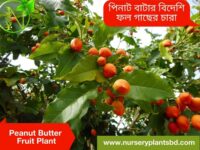 পিনাট বাটার গাছ