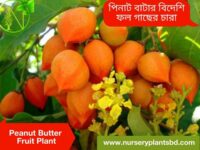 পিনাট বাটার