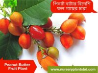 পিনাট বাটার ফল