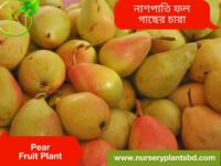 নাশপাতি