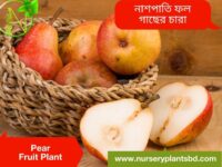 নাশপাতি ফল