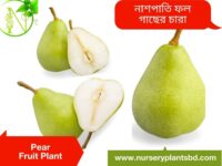 নাশপাতি ফল