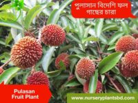 pulasan