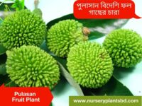 Pulasan Fruit Tree