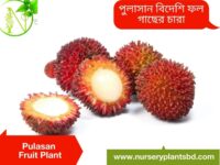 Pulasan Fruit
