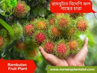 rambutan