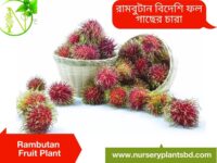 রামবুটান