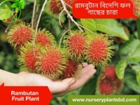 rambutan fruit