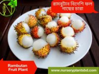 Rambutan Fruit