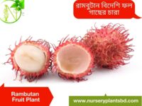 Rambutan