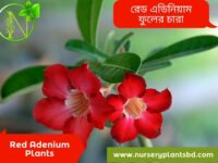 রেড এডেনিয়াম ফুল