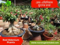 রেড এডেনিয়াম ফুল গাছ