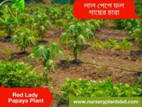 পেঁপে
