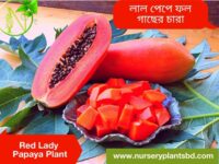 red lady papaya