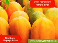 পেঁপে