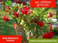রেড এডেনিয়াম ফুল গাছের দাম