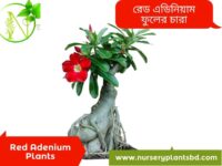 এডেনিয়াম ফুল গাছ