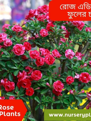 %Title 2023 এডেনিয়াম ফুল গাছের দাম