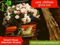 রোজ এডেনিয়াম ফুল