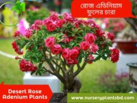 রোজ এডেনিয়াম ফুল গাছ