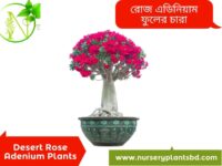 রোজ এডেনিয়াম