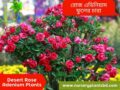 এডেনিয়াম ফুল গাছের দাম