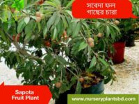 sofeda, সফেদা গাছ, সফেদার উপকারিতা