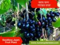 জাম গাছের চারা (Seedless )