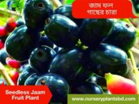 সিডলেস জাম