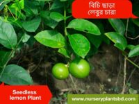 seedless lemon