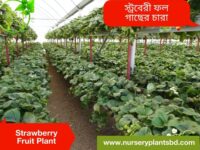 strawberry fruit plant