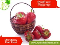স্ট্রবেরি