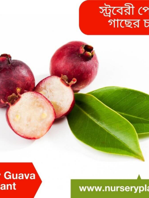 %Title 2023 পেয়ারা গাছ (স্ট্রবেরি)