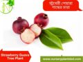 পেয়ারা গাছ (স্ট্রবেরি)
