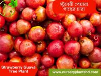 স্ট্রবেরি পেয়ারা