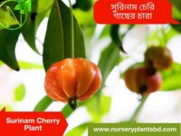 cherry fruit