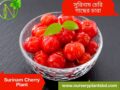 চেরি ফলের গাছ ( ছুরিনাম চেরি )