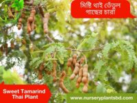 থাই মিষ্টি তেঁতুল গাছ
