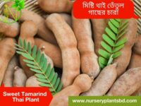 মিষ্টি তেঁতুল