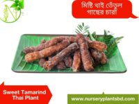 তেঁতুল