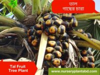 তাল গাছ