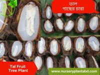 তালের শাঁস