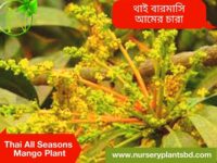 Baromasi Mango