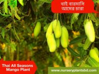 All Seasons Mango